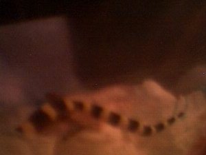 Baby TX Banded Gecko