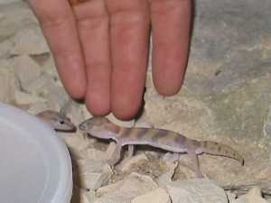San Diego Banded Geckos