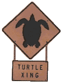 Turtle Crossing!