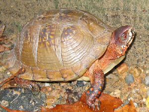 3-toed Box Turtle