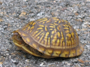 Female Three-toed Box Turtle