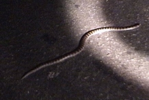 Unidentified Banded Snake