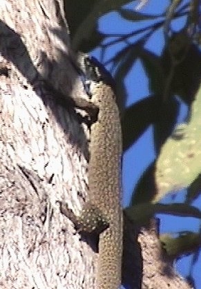 Spotted Tree Monitor