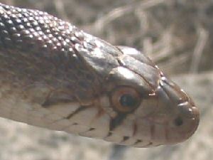 Gopher Snake--Head