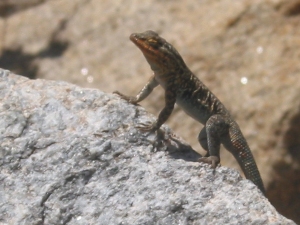 Male Side-blotched Lizard