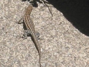Female Side-blotched Lizard
