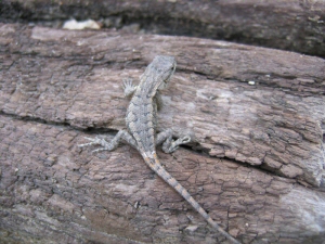 Another Baby Lizard