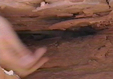 Chuckwalla in Crevice