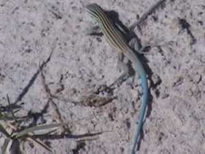 Little Striped Whiptail