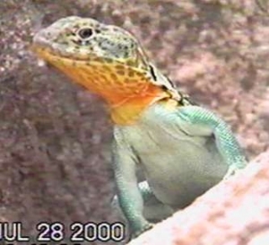 Wichita NWR Collared Lizard