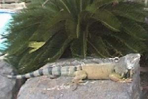 BIG Iguana