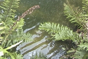 Iguana Swimming