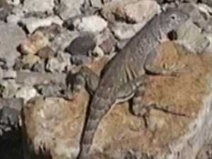 Texas Earless Lizard