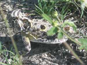 Juvenile TX Horned Lizard