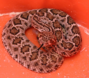 Juvenile Rattlesnake