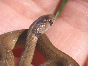 Texas Brown Snake--Head