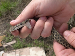 Checkered Garter Snake Bite