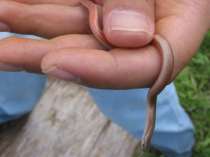 Flathead Snake