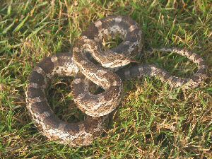 Southern Plains Rat Snake
