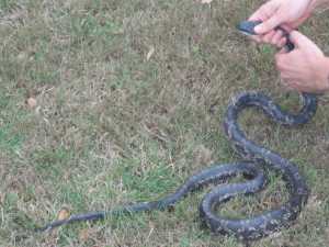 Adult Texas Rat Snake