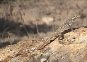 Pale Leopard Lizard