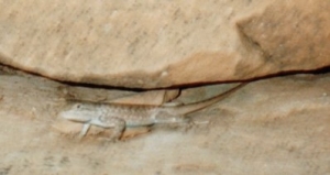 Northern Plateau Lizard